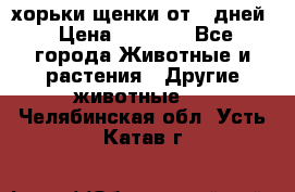 хорьки щенки от 35дней › Цена ­ 4 000 - Все города Животные и растения » Другие животные   . Челябинская обл.,Усть-Катав г.